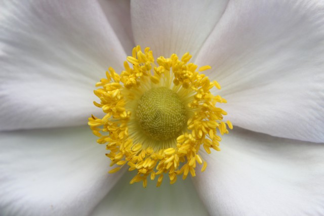 Japanese Anemone