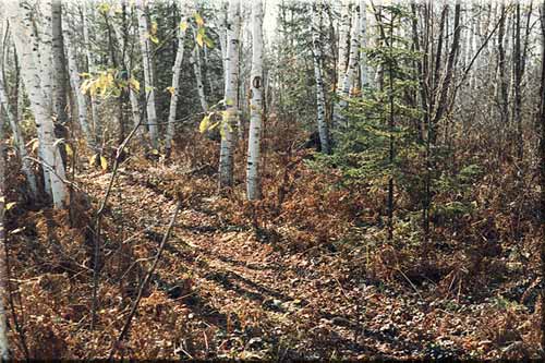Path in birches