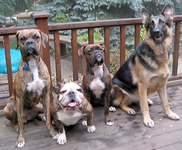 Oct. 11, 2003 - Silver, Tiger, Bell, Lucy