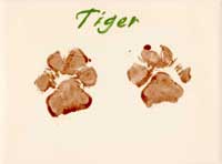 Tiger's paw prints