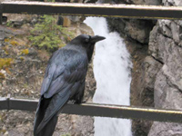 Raven, Upper Falls, Johnston Canyon