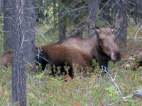 Mrs. Bull Moose