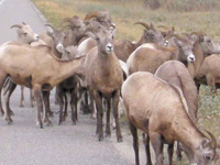 Bighorns crossing the highway