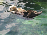 Sea otter, Vancouver Aquarium