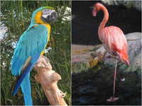 Macaw, Flamingo, Crystal Gardens, Victoria