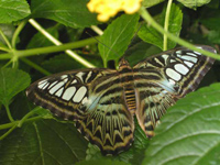 Butterfly, Crystal Gardens, Victoria