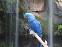 Hyacinthe Macaw, Crystal Gardens, Victoria